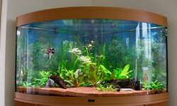 Как использовать угловые аквариумы в интерьере