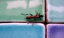 Какие насекомые часто заводятся в ванной комнате и как от них избавиться