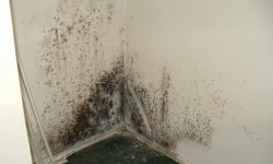 Как избавиться от черной плесени в ванной комнате