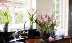 Где можно выращивать цветы на кухне чтобы не было тесно