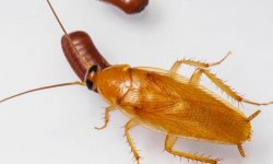 Как быстро размножаются тараканы в квартире?