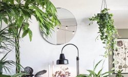Как превратить комнатные растения в элемент украшения интерьера