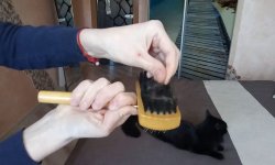Как очистить одежду и мебель от кошачьей шерсти