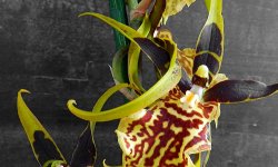 Какие орхидеи подходят для разведения на подоконнике в квартире