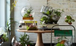 5 красивых идей украшения интерьера флорариумами