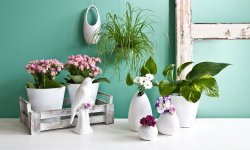 Лучшие идеи флористов для декора интерьера квартиры