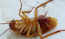 Средства для борьбы с тараканами
