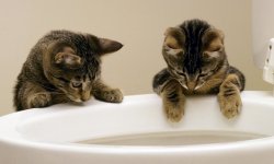 Как очистить и продезинфицировать кошачий лоток