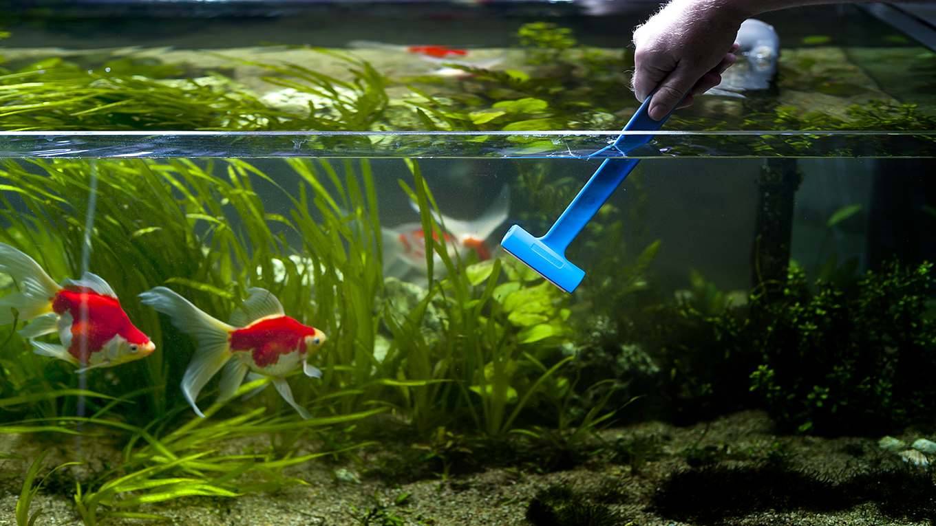Как нужно эффективно и правильно чистить аквариум_1