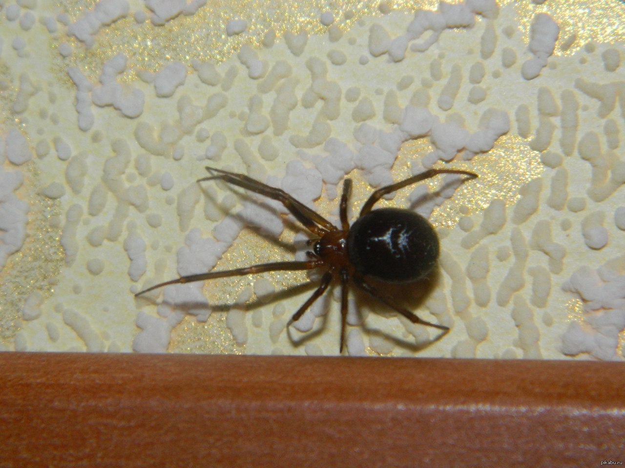 Как предотвратить появление паутины дома
