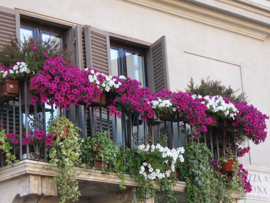 Какими цветами украсить балкон_2
