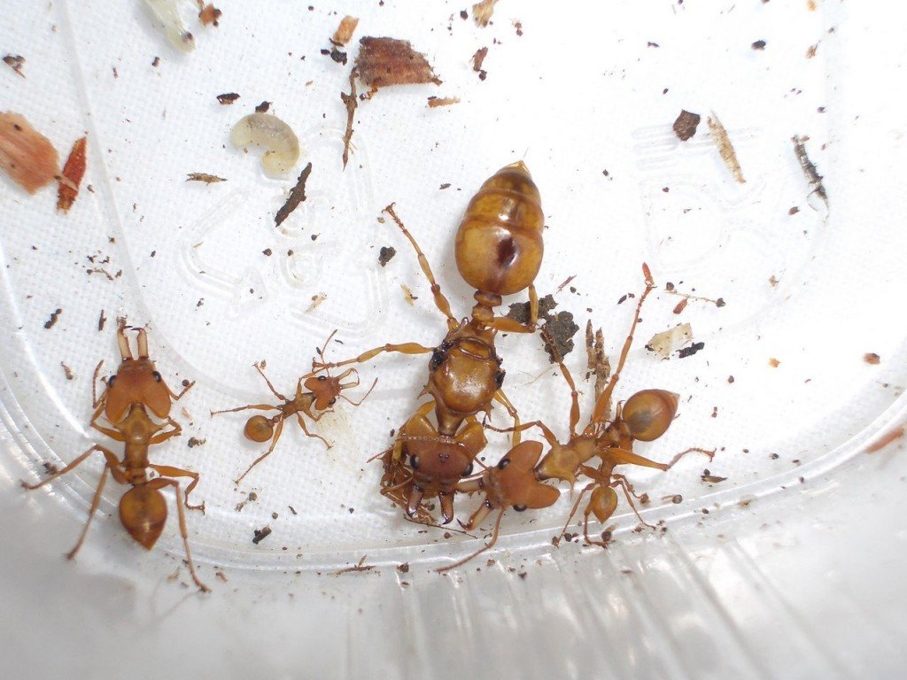 Почему в квартире могут появиться муравьи и как от них избавиться