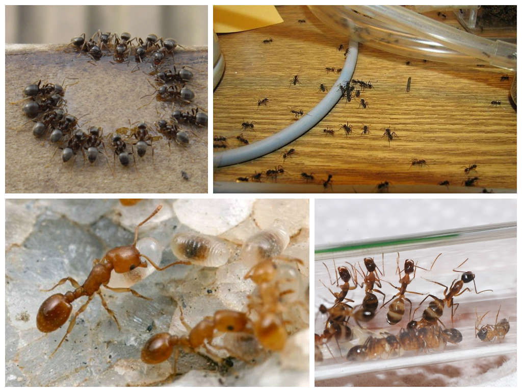 Почему в квартире могут появиться муравьи и как от них избавиться